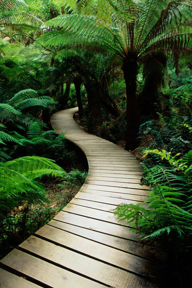 Jungle Path screenshot #1 640x960
