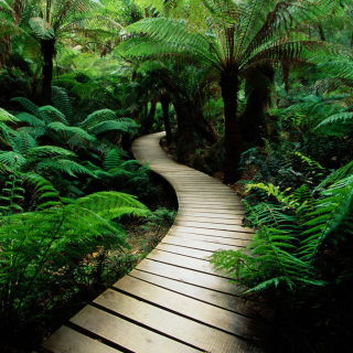 Jungle Path - Fondos de pantalla gratis para iPad