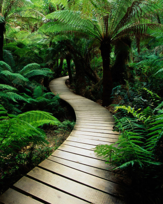 Jungle Path - Obrázkek zdarma pro Nokia X6