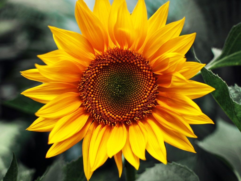 Fondo de pantalla Sunflower 1024x768