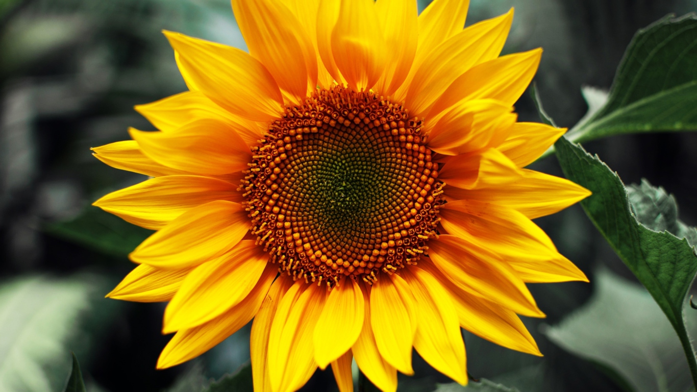Sunflower screenshot #1 1366x768