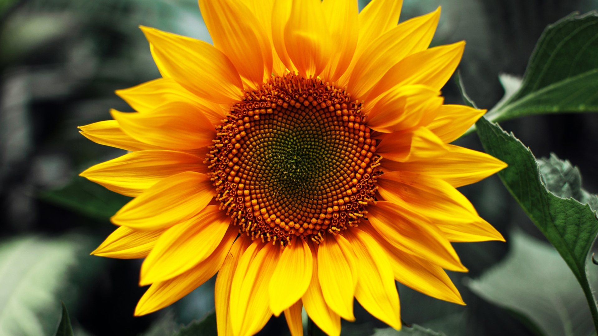 Screenshot №1 pro téma Sunflower 1920x1080