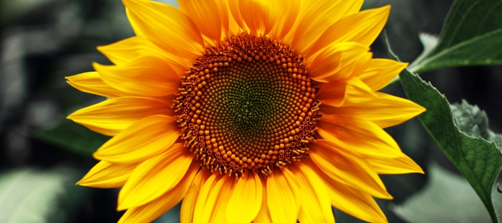 Screenshot №1 pro téma Sunflower 720x320