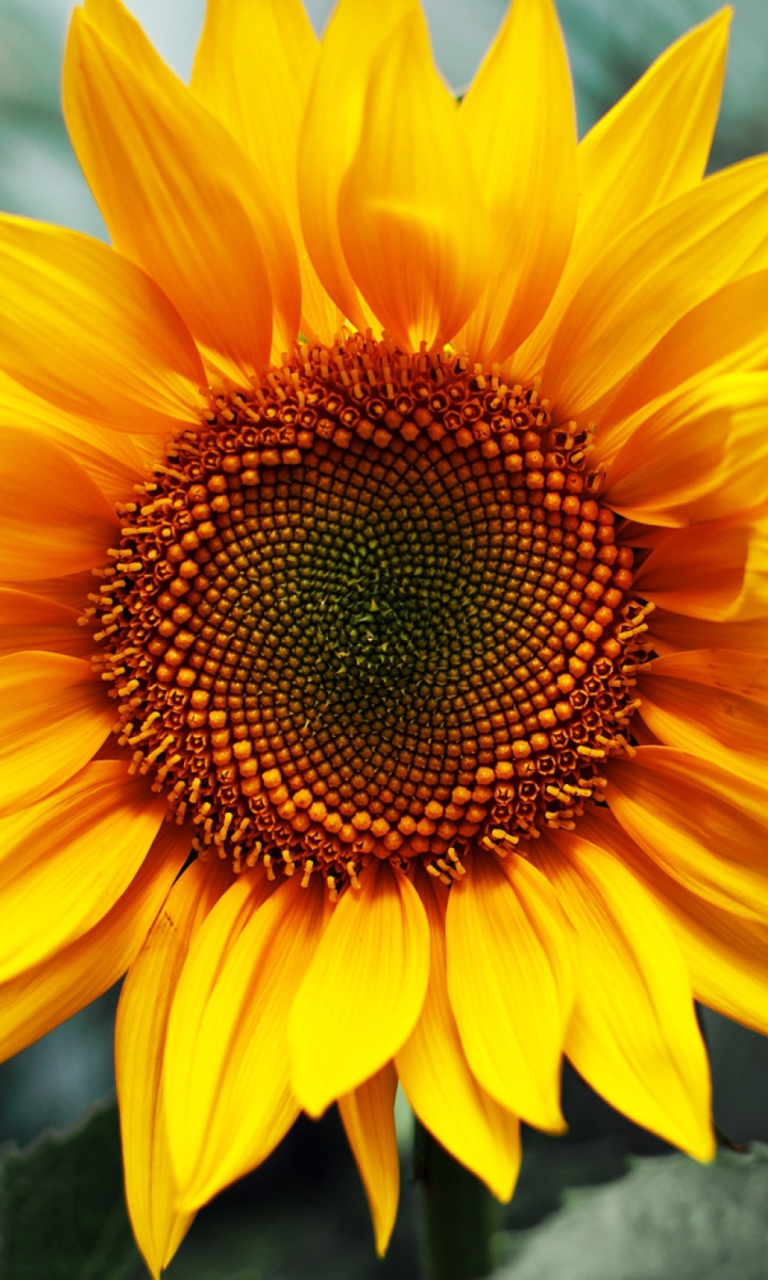 Sunflower wallpaper 768x1280