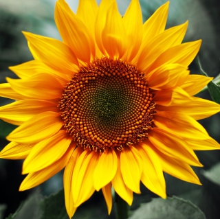 Sunflower - Obrázkek zdarma pro 2048x2048