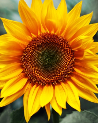 Sunflower - Obrázkek zdarma pro Nokia C6
