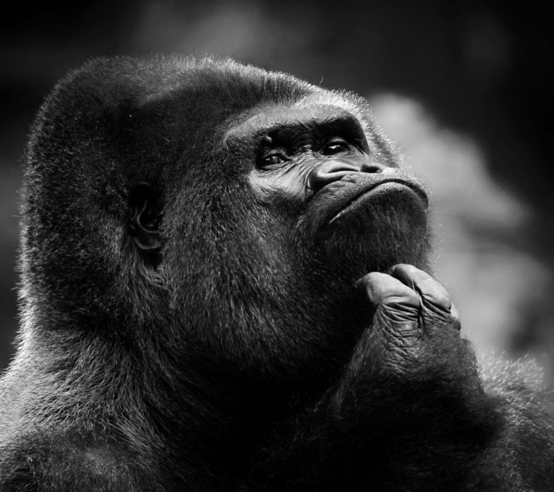 Fondo de pantalla Thoughtful Gorilla 1080x960