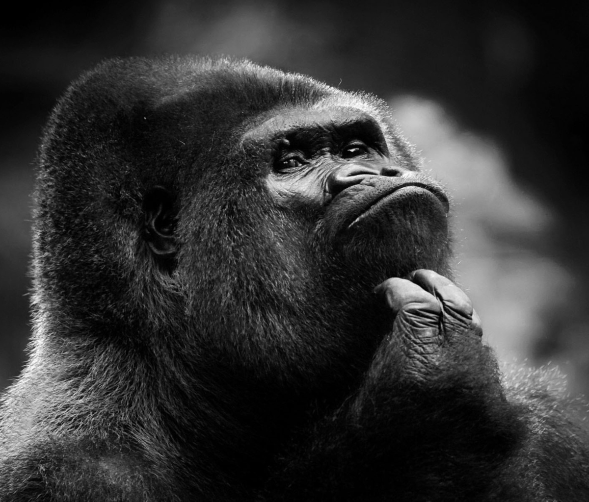 Fondo de pantalla Thoughtful Gorilla 1200x1024