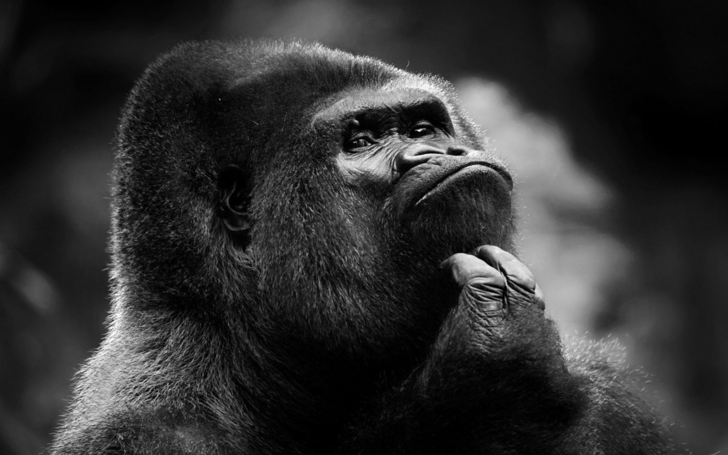 Das Thoughtful Gorilla Wallpaper 1440x900