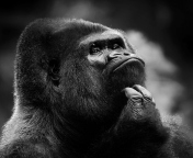 Fondo de pantalla Thoughtful Gorilla 176x144