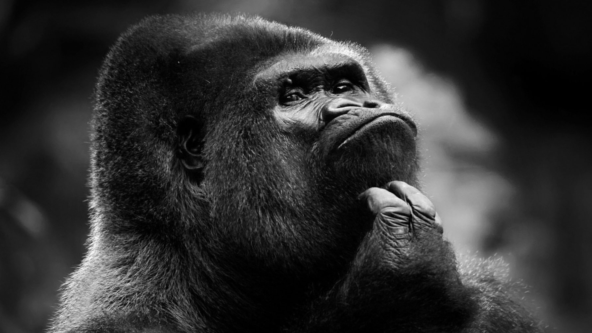 Das Thoughtful Gorilla Wallpaper 1920x1080