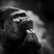 Fondo de pantalla Thoughtful Gorilla 208x208