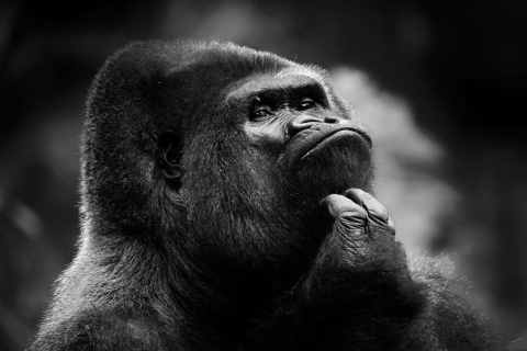 Обои Thoughtful Gorilla 480x320