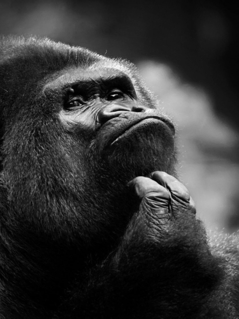 Das Thoughtful Gorilla Wallpaper 480x640