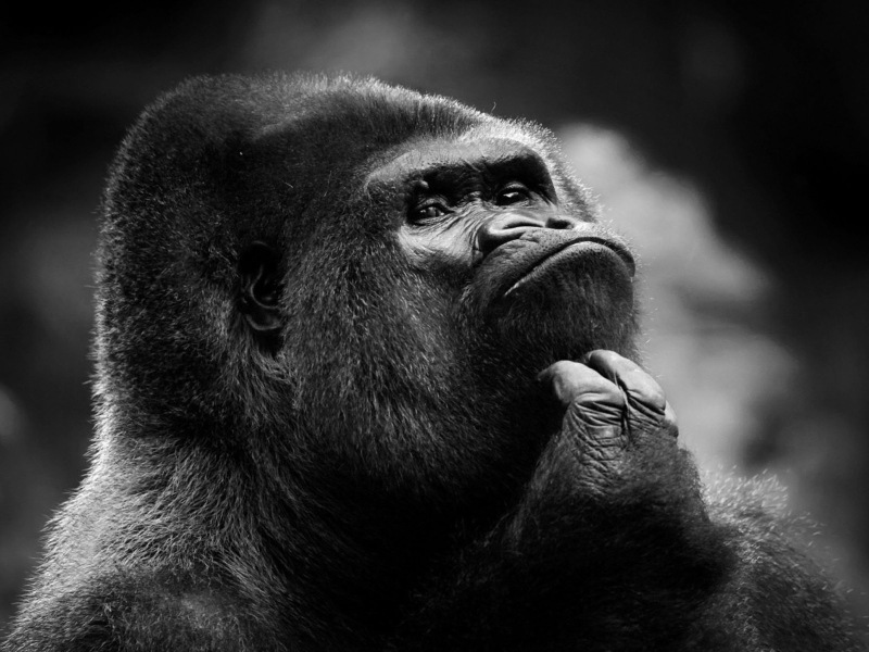 Thoughtful Gorilla wallpaper 800x600