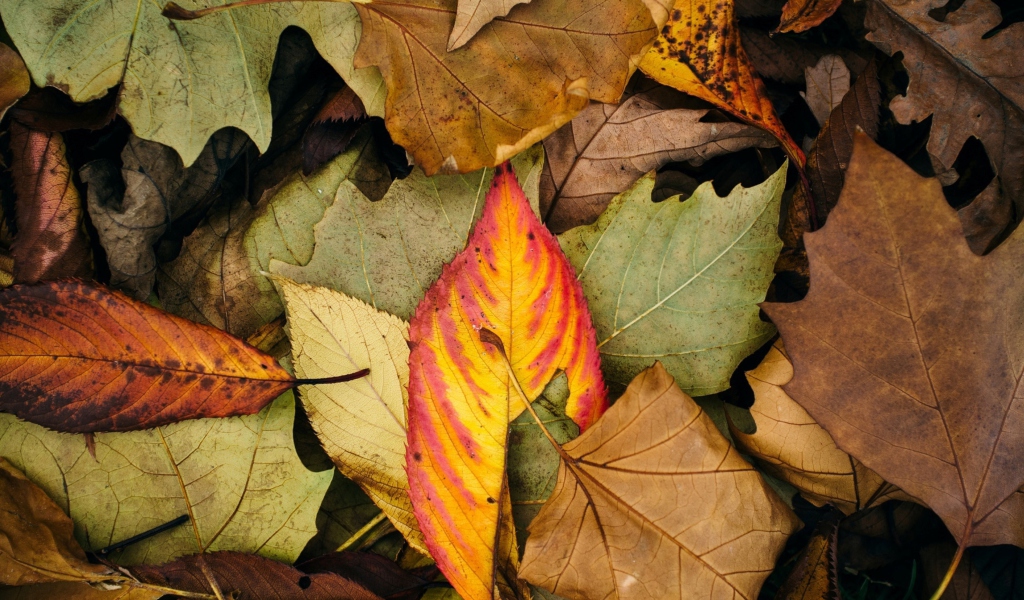 Screenshot №1 pro téma Autumn Leaf Carpet 1024x600