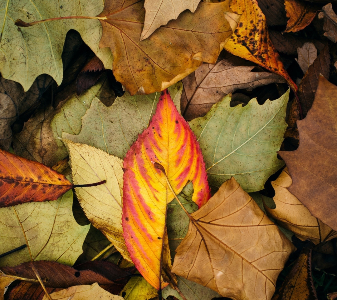 Screenshot №1 pro téma Autumn Leaf Carpet 1080x960