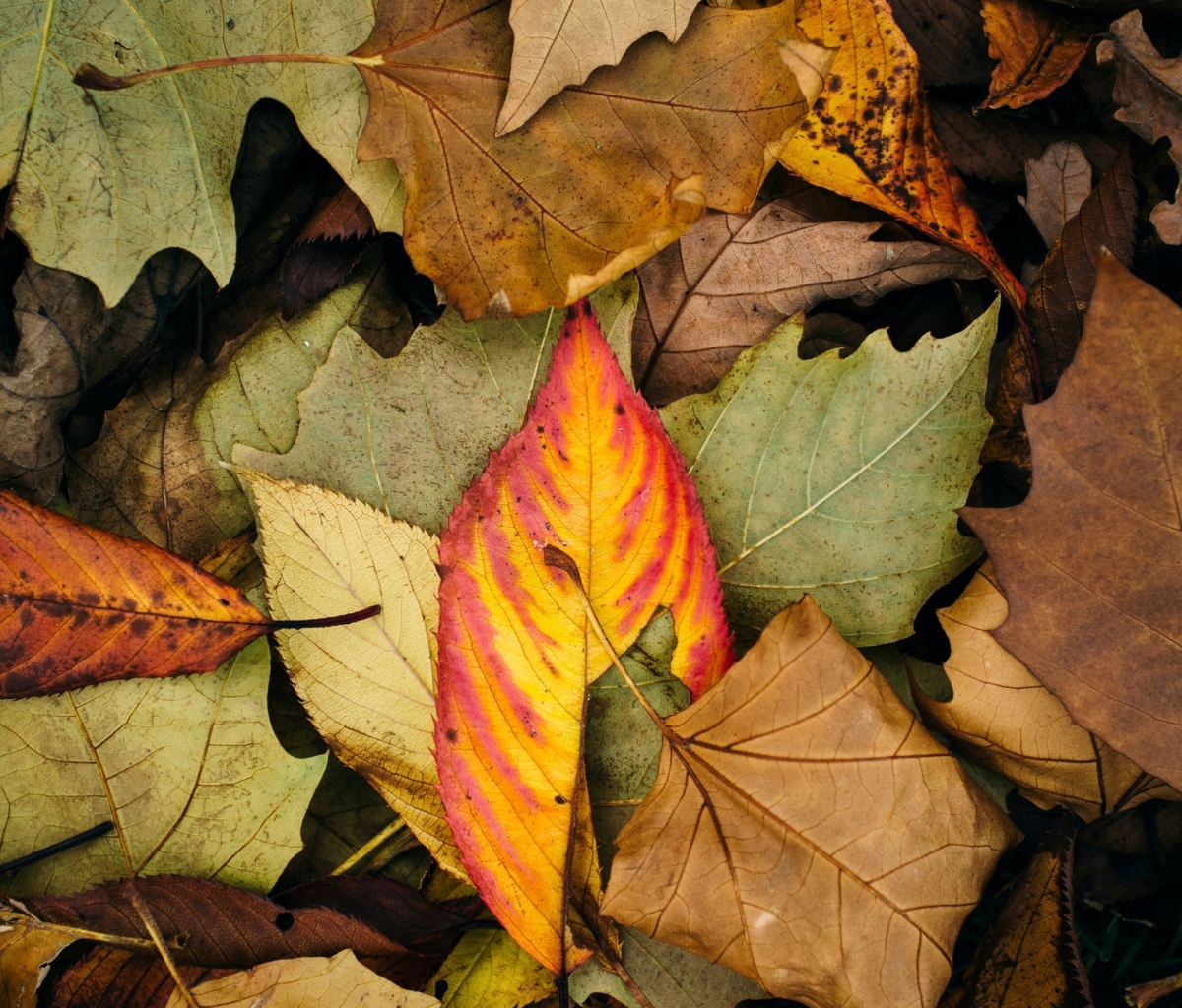 Screenshot №1 pro téma Autumn Leaf Carpet 1200x1024