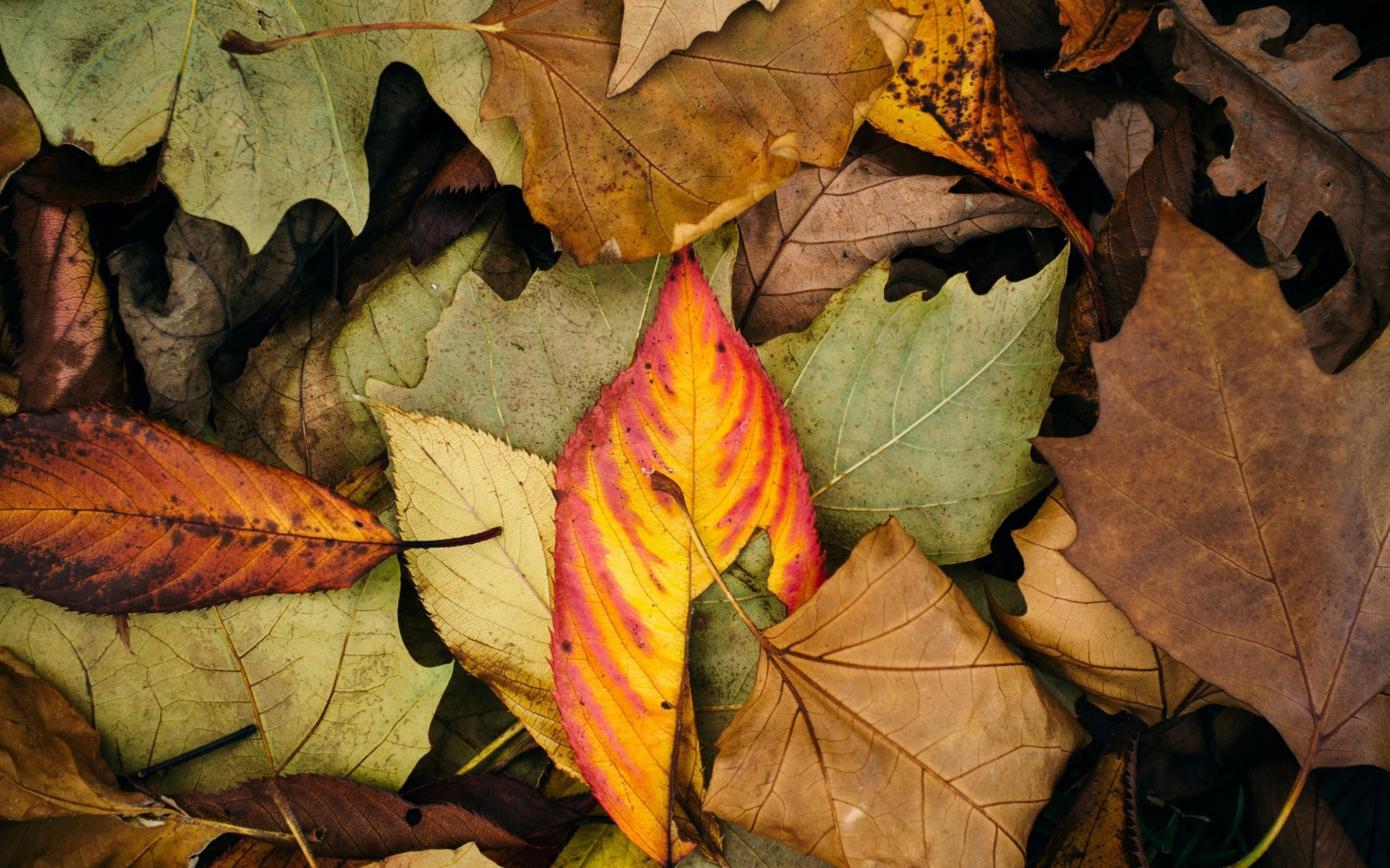 Screenshot №1 pro téma Autumn Leaf Carpet 1680x1050