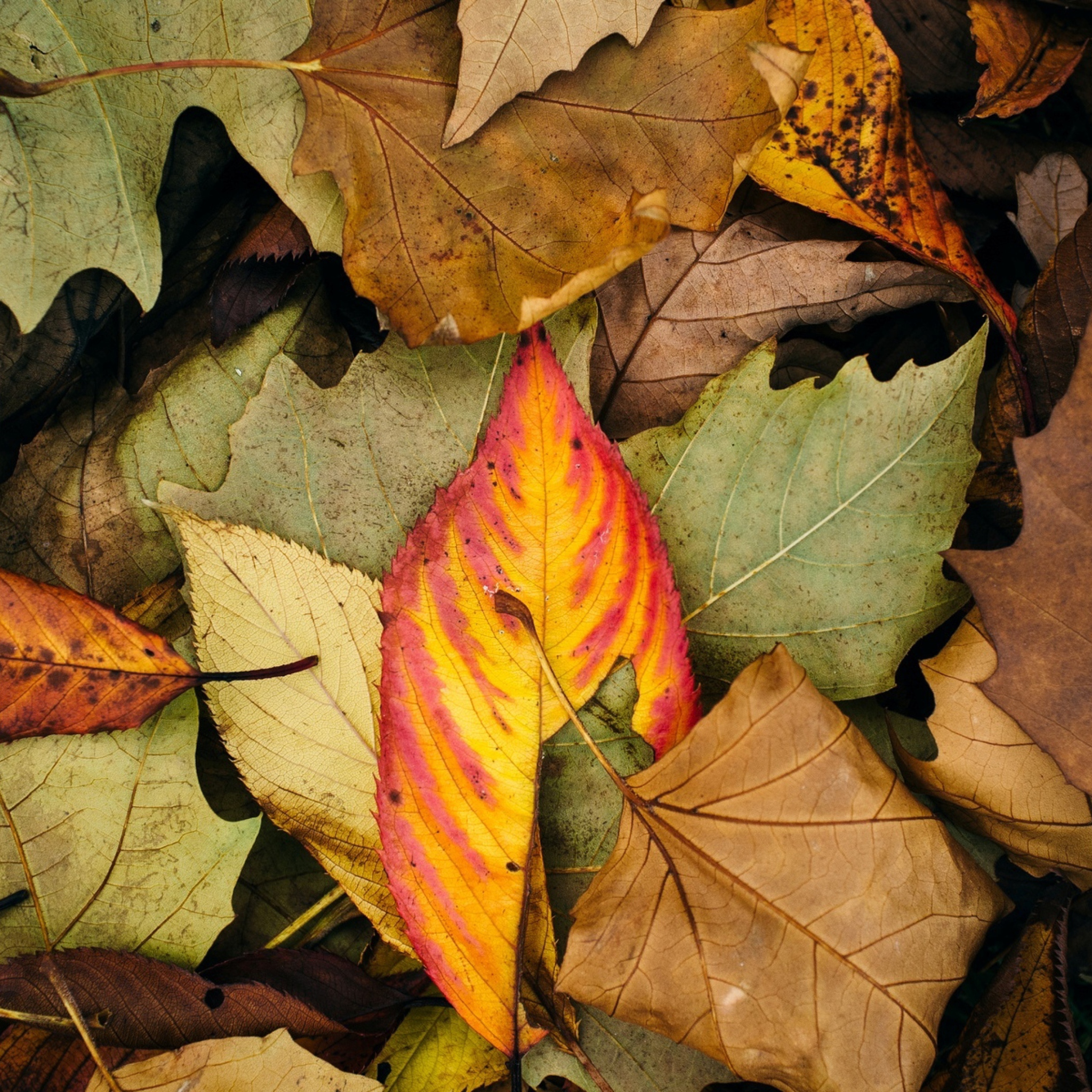 Fondo de pantalla Autumn Leaf Carpet 2048x2048