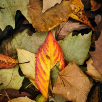 Autumn Leaf Carpet screenshot #1 208x208