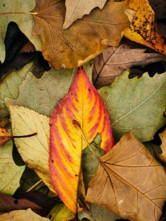 Das Autumn Leaf Carpet Wallpaper 240x320