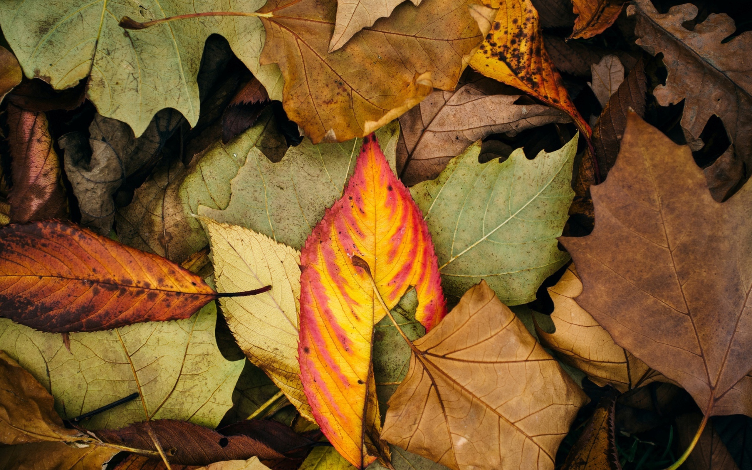 Autumn Leaf Carpet screenshot #1 2560x1600