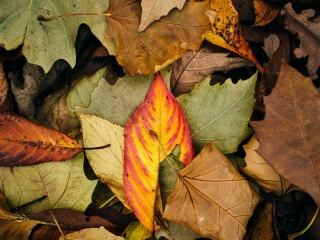 Das Autumn Leaf Carpet Wallpaper 320x240