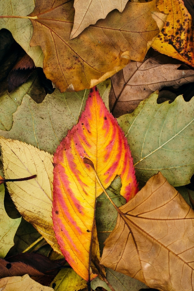 Autumn Leaf Carpet wallpaper 640x960