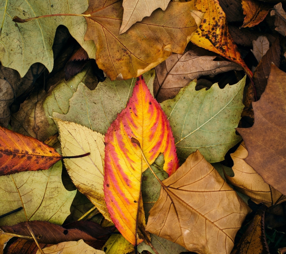 Sfondi Autumn Leaf Carpet 960x854