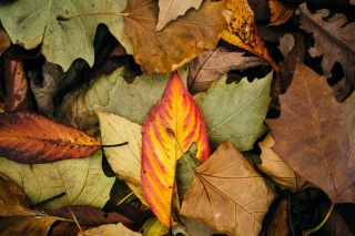 Autumn Leaf Carpet - Fondos de pantalla gratis para Nokia Asha 201