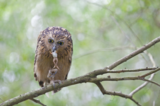 Owl Catching Frog - Obrázkek zdarma 