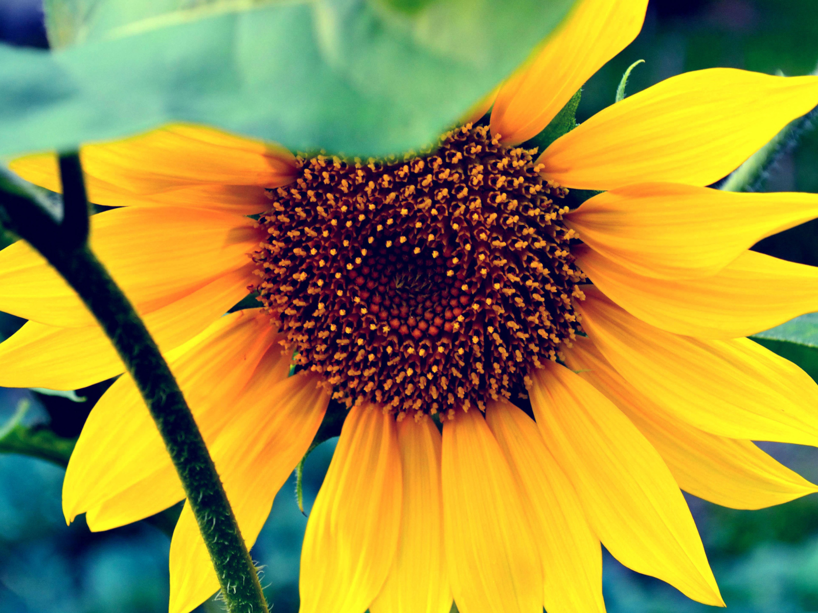 Fondo de pantalla Sunflower 1600x1200