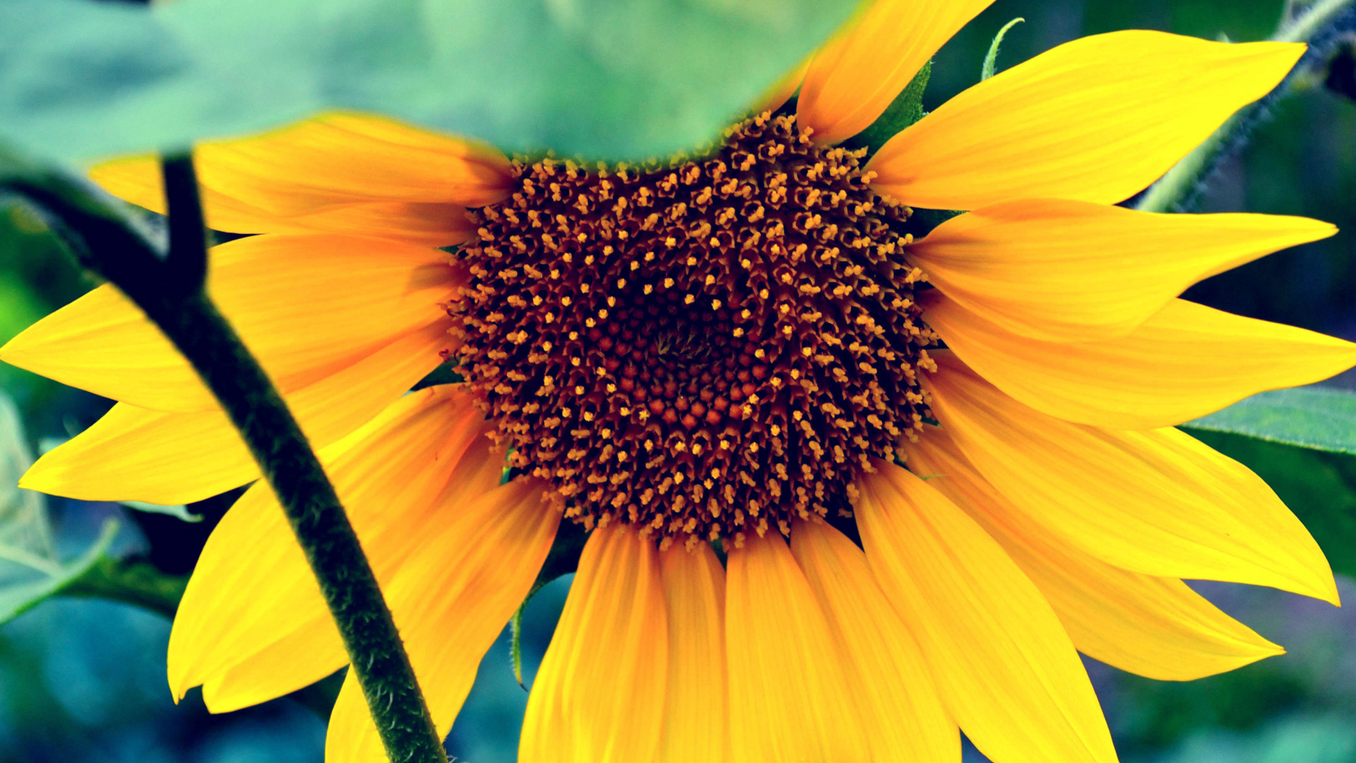 Fondo de pantalla Sunflower 1920x1080