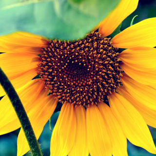 Free Sunflower Picture for 2048x2048