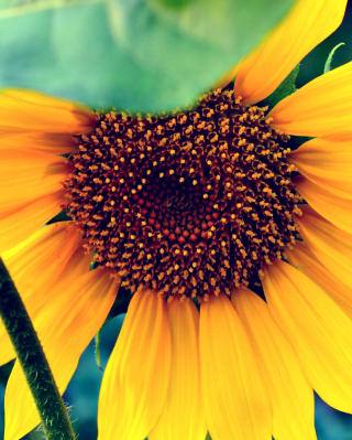 Sunflower - Obrázkek zdarma pro 240x320