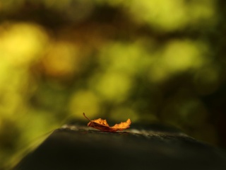 Macro Orange Leaf wallpaper 320x240