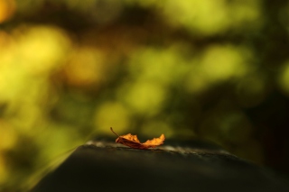 Macro Orange Leaf - Obrázkek zdarma pro Nokia Asha 201