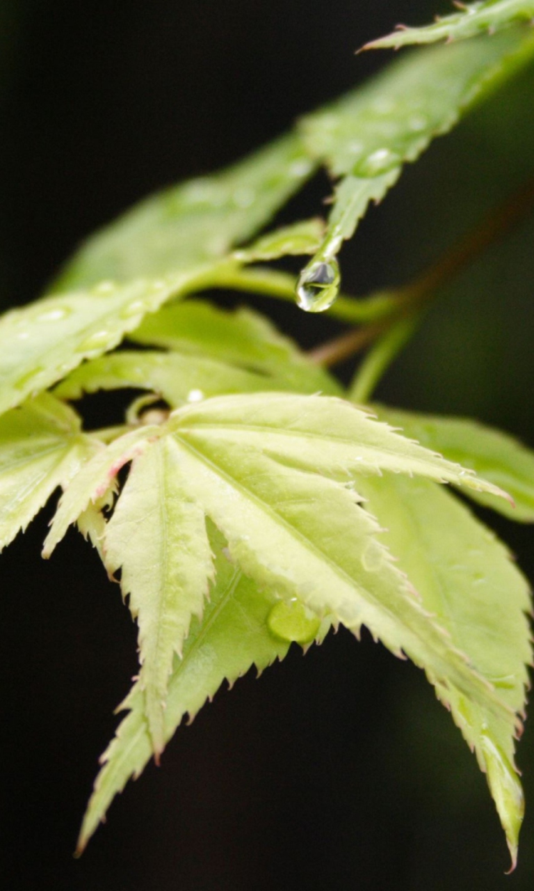 Sfondi After The Rain 768x1280