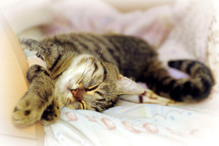 Cat Hibernation sfondi gratuiti per cellulari Android, iPhone, iPad e desktop