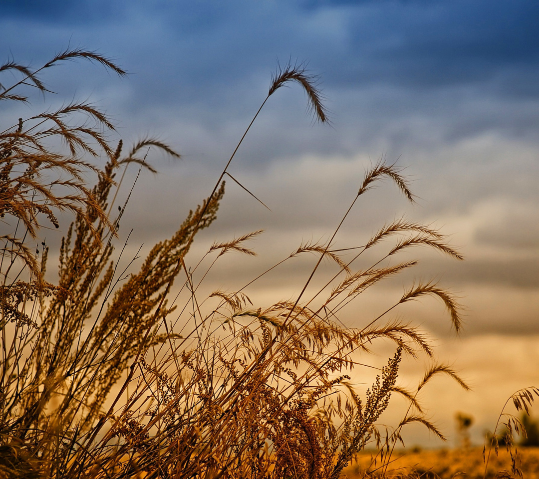 Screenshot №1 pro téma Wheat Field Agricultural Wallpaper 1080x960