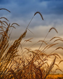Screenshot №1 pro téma Wheat Field Agricultural Wallpaper 128x160
