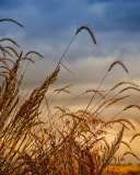 Das Wheat Field Agricultural Wallpaper Wallpaper 128x160