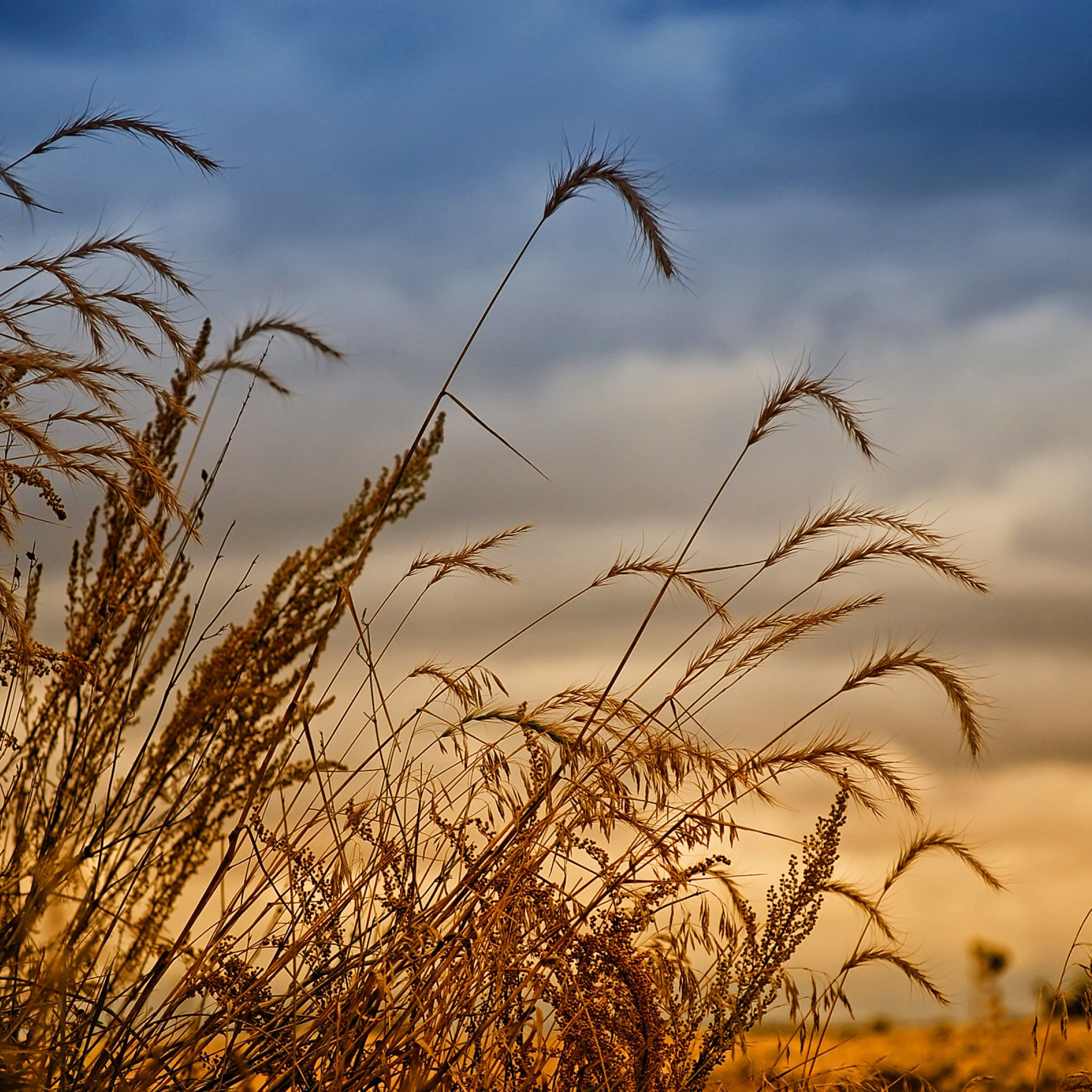 Screenshot №1 pro téma Wheat Field Agricultural Wallpaper 2048x2048