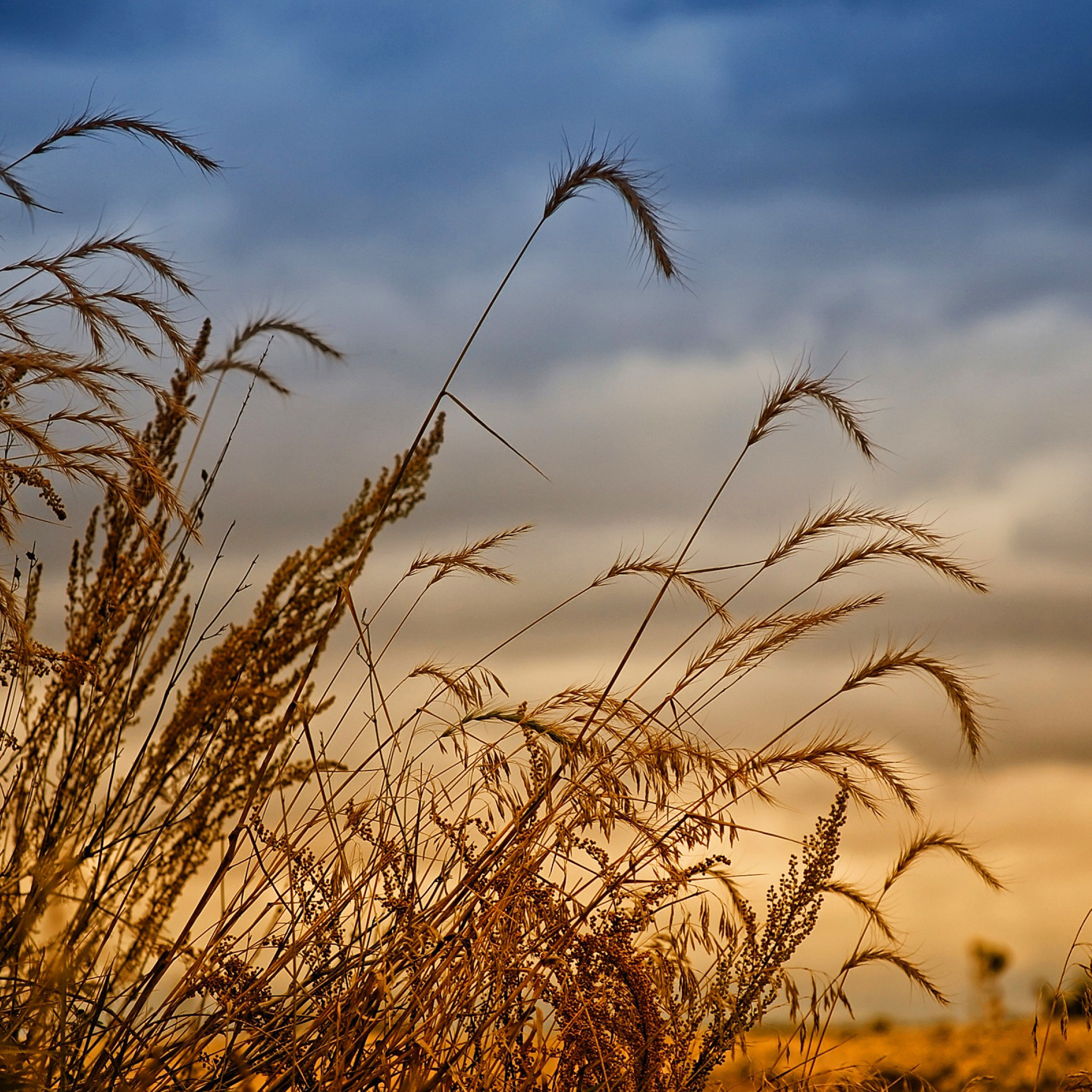 Sfondi Wheat Field Agricultural Wallpaper 2048x2048