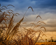 Обои Wheat Field Agricultural Wallpaper 220x176