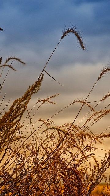 Sfondi Wheat Field Agricultural Wallpaper 360x640