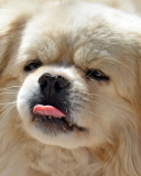 Funny Puppy Showing Tongue wallpaper 128x160