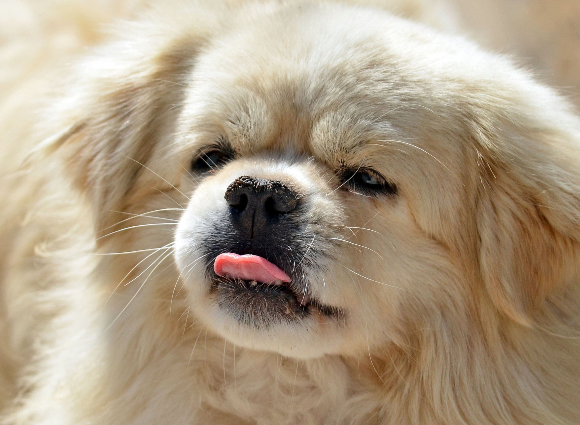 Обои Funny Puppy Showing Tongue 1920x1408