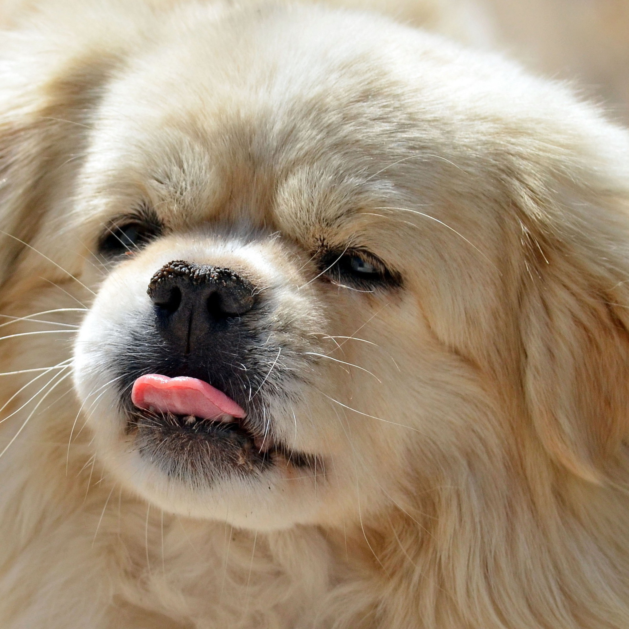 Обои Funny Puppy Showing Tongue 2048x2048